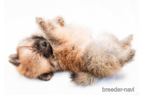 成約済の千葉県のポメラニアン-180633の3枚目